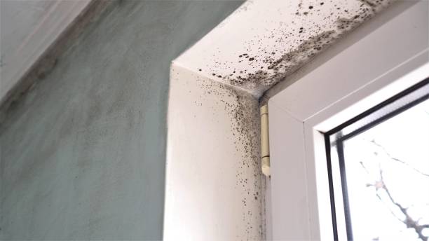 Best Crawl Space Mold Remediation in South Monrovia Island, CA