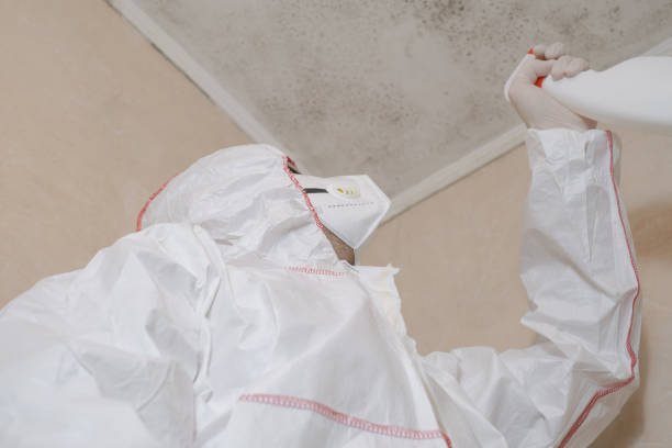 Best Localized Mold Remediation (e.g., coastal areas, humid climates) in South Monrovia Island, CA