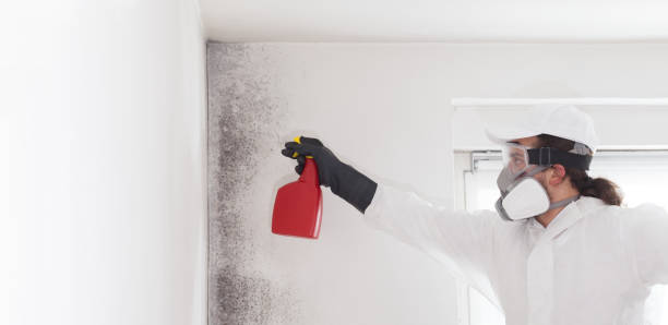 Best Preventive Mold Services in South Monrovia Island, CA