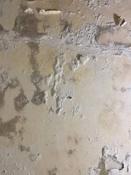 Best Localized Mold Remediation (e.g., coastal areas, humid climates) in South Monrovia Island, CA