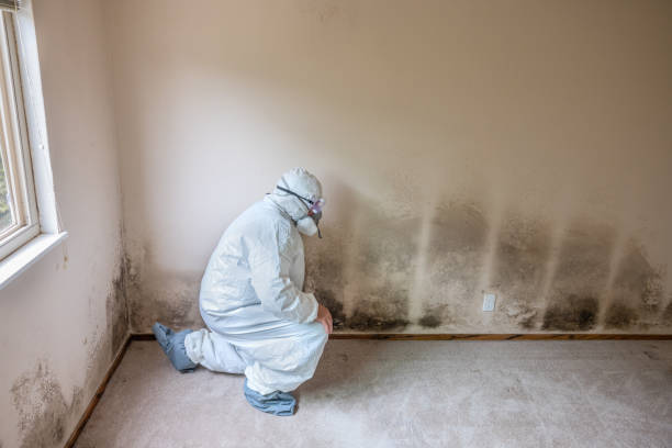 Professional Mold Remediation in South Monrovia Island, CA